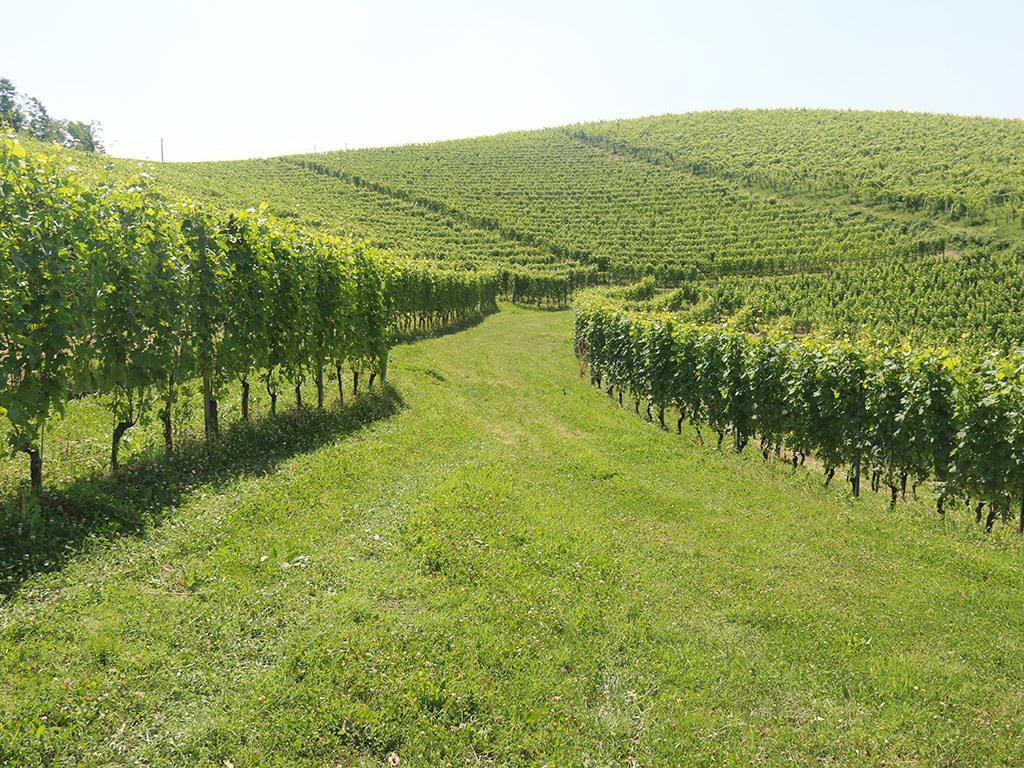 Tenuta Montanello B&B Castiglione Falletto Exterior foto