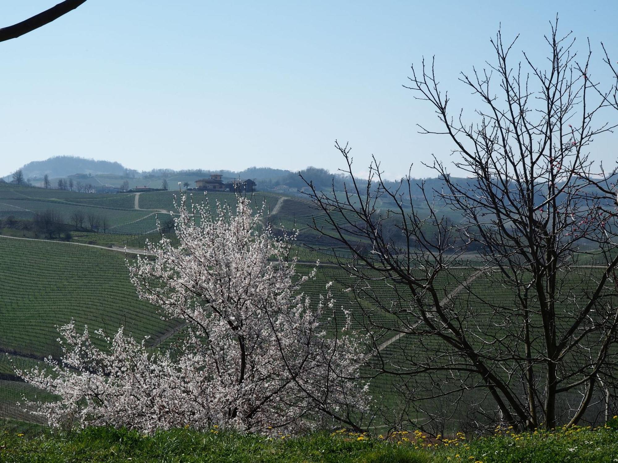 Tenuta Montanello B&B Castiglione Falletto Exterior foto